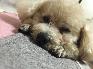 IMG_0379.JPGのサムネール画像